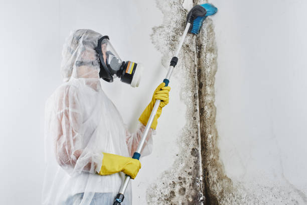 Best Mold Remediation for Healthcare Facilities  in Lexington, NE